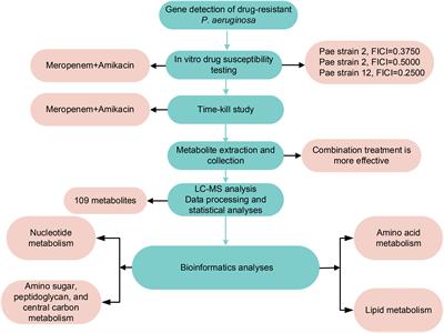 Metabolomics reveals the mechanism of action of meropenem and amikacin combined in the treatment of Pseudomonas aeruginosa